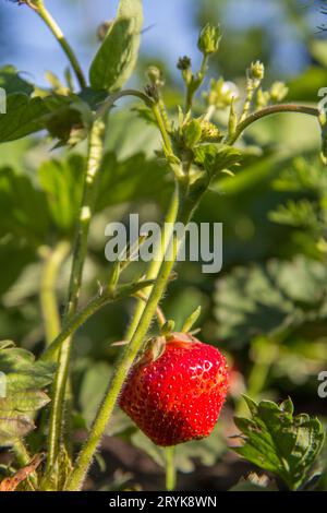 Plante de fraise. Stawberry Bush avec la baie mûre. Banque D'Images