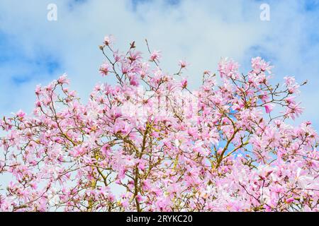 Fleurs de magnolia rose sur fond bleu et blanc Banque D'Images
