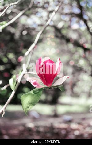 Le magnolia fleurit au printemps sur une branche. Banque D'Images