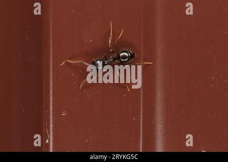 Lasius fuliginosus famille Formicidae Genus Lasius Jet noir fourmi sauvage photographie d'insectes, image, papier peint Banque D'Images