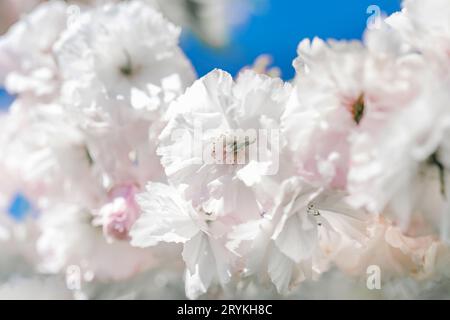 Cerisier en fleurs sur une branche avec un fond flou. Banque D'Images