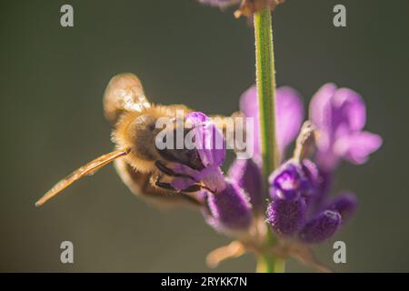 Vue frontale d'une abeille commune se nourrissant de nectar d'une fleur de lavande. Macro photo d'une abeille mangeant dehors. Banque D'Images