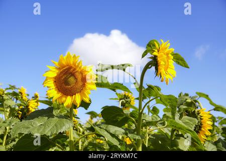 Tournesols contre le ciel par une journée ensoleillée, mise au point sélective. Banque D'Images