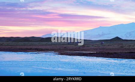 Champs scandinaves avec de nombreux orignaux, beaux animaux marchant dans la campagne islandaise avec un ciel rose. Faune dans la nature gelée de l'islande avec des paysages et des paysages arctiques. Prise de vue à main levée. Banque D'Images