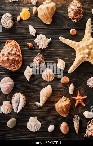 Ensemble de différents coquillages et étoiles de mer sur fond en bois sombre, plat, vue de dessus Banque D'Images