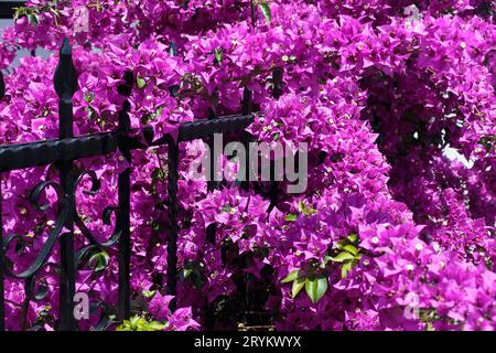 Fleur de Bougainvillea violette sur la clôture Banque D'Images