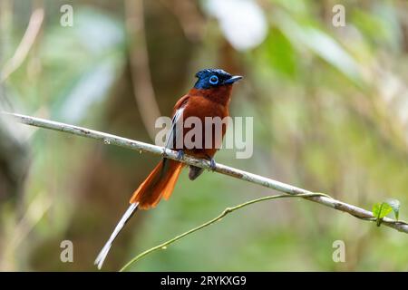 Flycatcher de paradis malgache, Terpsiphone mutata, Parc national d'Andasibe-Mantadia, Madagascar Banque D'Images