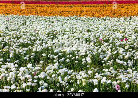 Tasses de jardin multicolores Banque D'Images