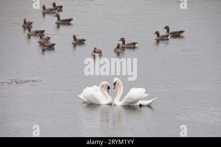 Paire de cygnes blancs face à face formant presque une forme de cœur entourée d'oies grises sur l'eau dans les zones humides North Cave East Yorkshire UK Banque D'Images