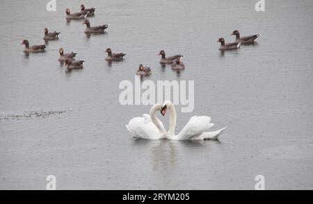 Paire de cygnes blancs face à face formant presque une forme de cœur entourée d'oies grises sur l'eau dans les zones humides North Cave East Yorkshire UK Banque D'Images