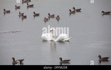 Paire de cygnes blancs face à face formant presque une forme de cœur entourée d'oies grises sur l'eau dans les zones humides North Cave East Yorkshire UK Banque D'Images