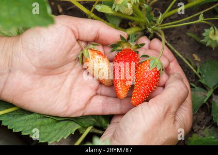 La jardinière tient des fraises en mains. Banque D'Images