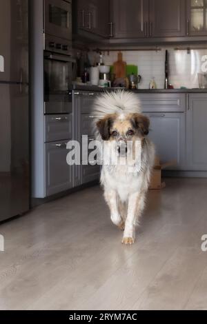 Gros chien de race mixte à la cuisine, marchant Banque D'Images