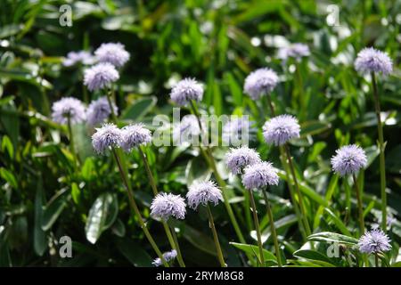 Globularia gracilis, boule de Marguerite Banque D'Images
