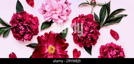 Motif de fleurs violettes et roses de pivoine sur bannière rose Banque D'Images