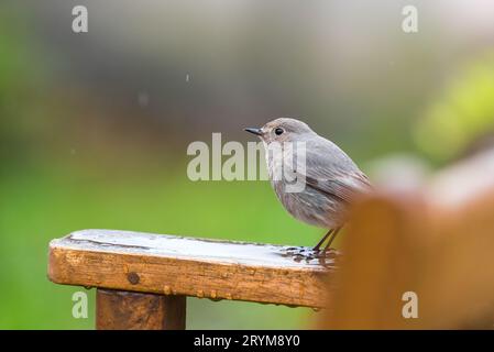 Femme redstart assise sur un banc de jardin sous la pluie Banque D'Images