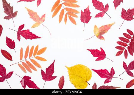 Cadre de feuilles d'automne multicolore. Bonjour, concept d'automne Banque D'Images