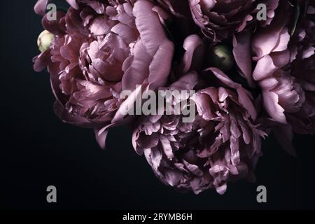 Beau bouquet de pivoines Violet sur noir. Fond floral. Motif fleurs naturelles Banque D'Images