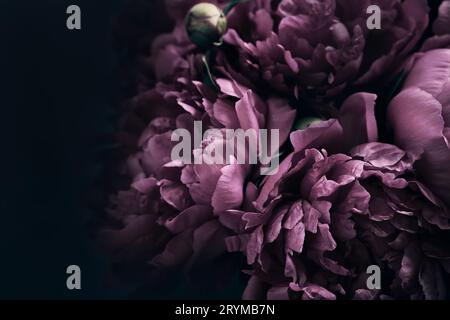 Beau bouquet de pivoines Violet sur noir. Fond floral. Motif fleurs naturelles Banque D'Images