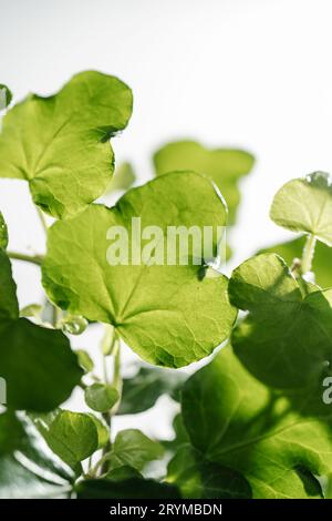 La feuille de la plante d'intérieur est proche. Banque D'Images