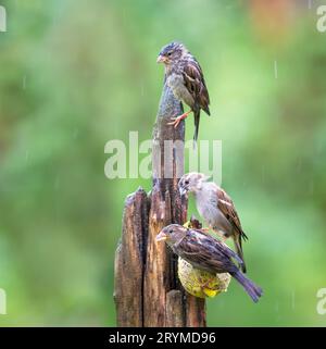 Beau couple de moineaux de maison (passer domesticus) sous la pluie sur un poteau d'alimentation Banque D'Images
