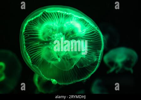 Gelées de lune translucides (Aurelia aurita) sous une lumière colorée à l'aquarium de Géorgie dans le centre-ville d'Atlanta, Géorgie. (ÉTATS-UNIS) Banque D'Images