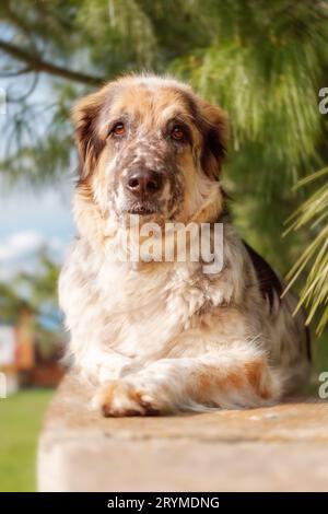 Grand chien doux de race mixte couché Banque D'Images