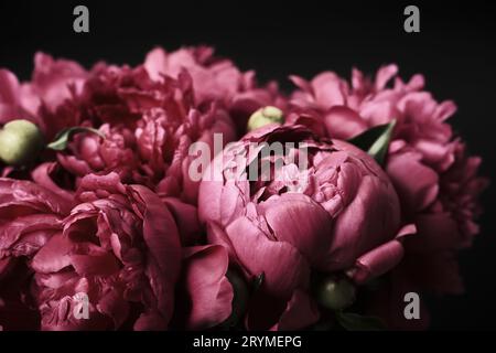 Belles pivoines violettes sur fond noir, mise au point douce. Fond floral sombre de printemps ou d'été. Concept de fleurs festives Banque D'Images