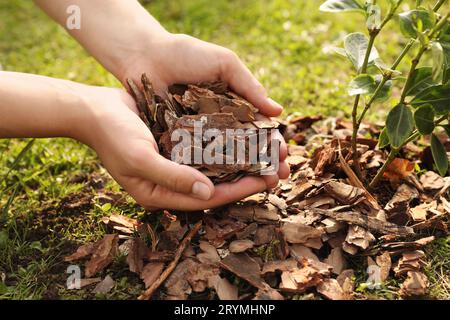 Femme paillis usine avec des copeaux d'écorce dans le jardin, closeup Banque D'Images