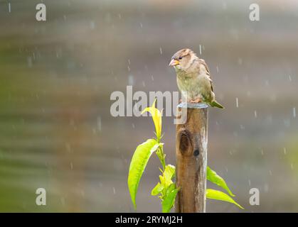 Un oiseau d'arrow humide assis sur un poteau de clôture sous la pluie. Banque D'Images