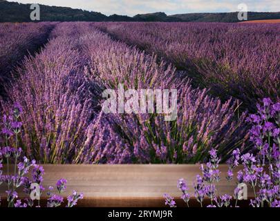 Terrasse en bois au milieu d'un champ de lavande fleuri. Espace pour le texte Banque D'Images