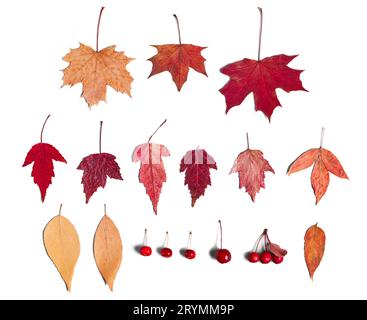 Feuilles d'automne colorées et baies ensemble isolé sur fond blanc Banque D'Images