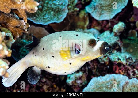 Une photo d'un poisson-bouffant Banque D'Images