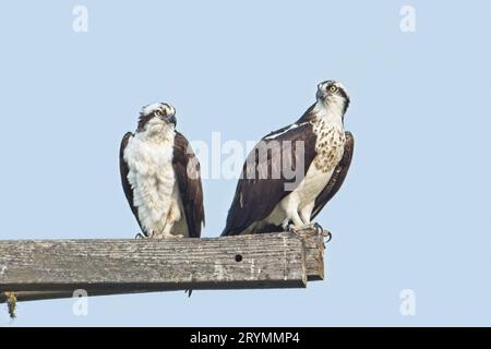 Deux balbuzards perchés haut sur des poteaux en bois. Banque D'Images