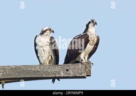 Deux grands balbuzards sur des poteaux en bois. Banque D'Images