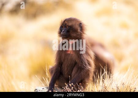 Endémique Gelada, Theropithecus gelada, dans la montagne Simien, la faune éthiopienne Banque D'Images