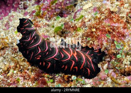 Les belles couleurs des nudibranches Banque D'Images