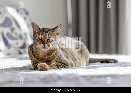 Mignon chat oriental assis sur le dessus du lit à la maison, portrait d'animal domestique Banque D'Images