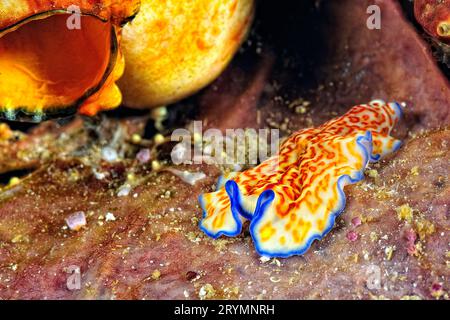 Les belles couleurs des nudibranches Banque D'Images