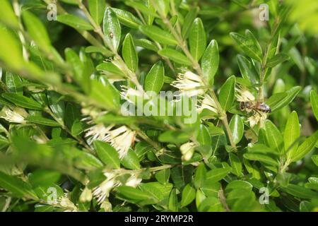 Lonicera nitida, chèvrefeuille en boîte, avec abeille Banque D'Images