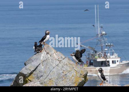 Macareux de l'Atlantique perchés et volant le long d'un bord d'île rocheuse. Bateau de pêche au homard en arrière-plan, Canada & Maine USA. Banque D'Images