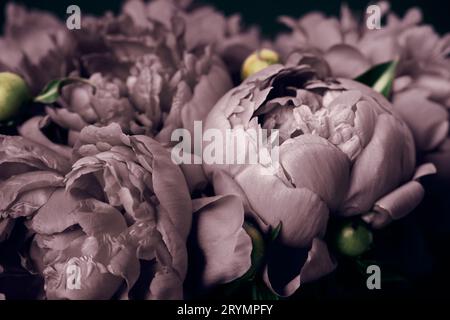 Pivoines surréalistes gros plan sur fond noir, mise au point douce. Fond floral sombre de printemps ou d'été. Concept de fleurs festives Banque D'Images