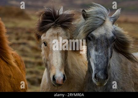 Deux jeunes chevaux islandais de couleurs différentes, (Equus ferus caballus), Islande, Europe Banque D'Images