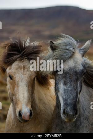 Deux jeunes chevaux islandais de couleurs différentes, (Equus ferus caballus), Islande, Europe Banque D'Images