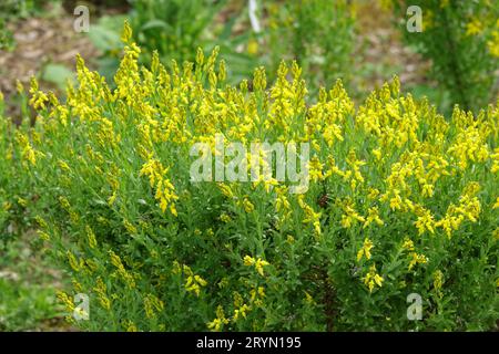 Genista germanica, Allemand broom Banque D'Images