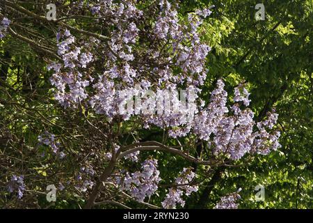 Paulownia tomentosa, impératrice Banque D'Images