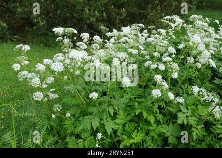 Chaerophyllum hirsutum, cerfeuil poilu Banque D'Images