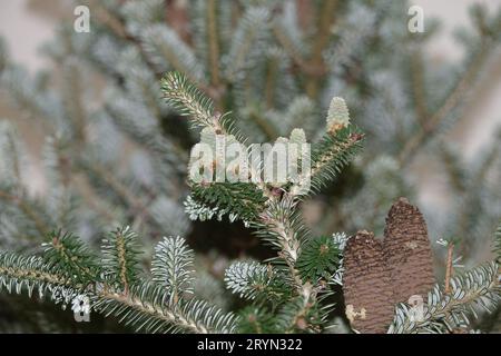 Abies koreana, sapin coréen, fleurs, cônes, feuilles Banque D'Images