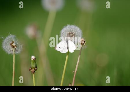 Petit blanc, mâle, papillon, pissenlit commun (Taraxacum), pissenlit, prairie, blanc, le petit chou blanc (Pieris rapae) papillon est assis sur un Banque D'Images