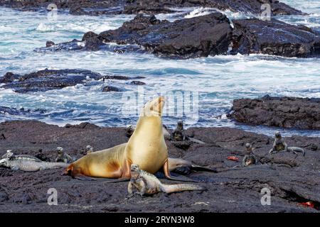 Otarie des Galapagos (Zalophus wollebaeki), iguanes marins (Amblyrhynchus cristatus) à Punta Espinoza sur l'île Fernandina, îles Galapagos, Équateur Banque D'Images